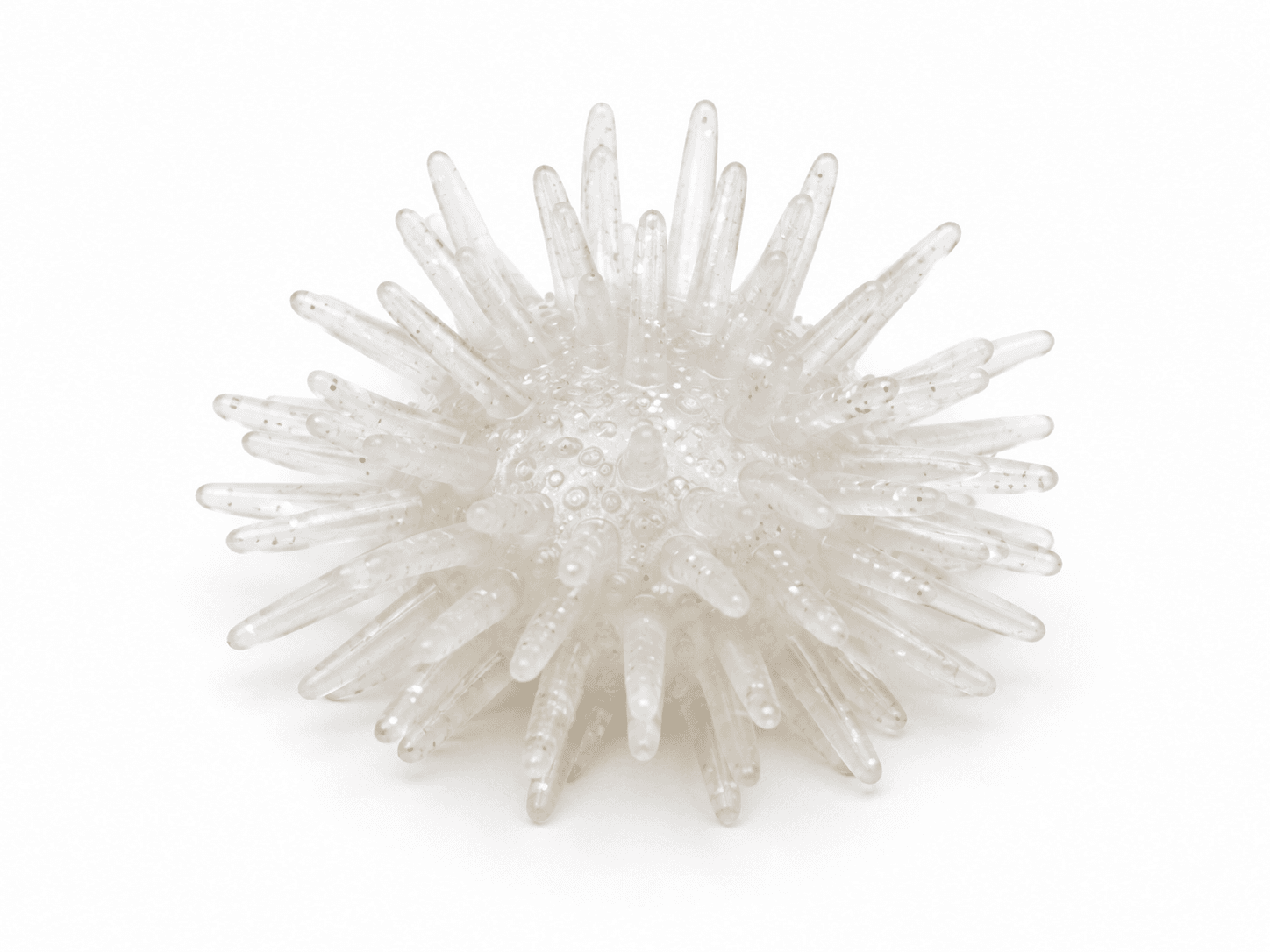 Sea Urchin